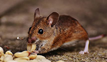 24 Hour & Emergency Exterminators in Los Altos Hls, CA